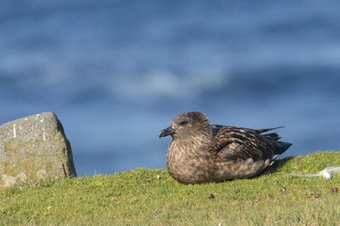 great skua