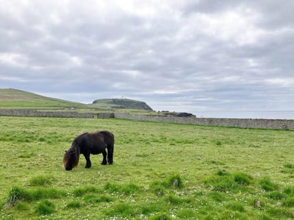 poney des shetland