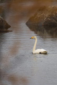 cygne chanteur en Finlande