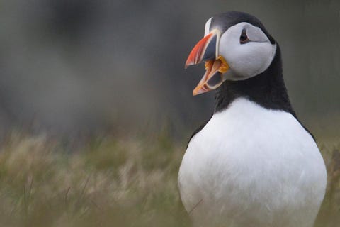 puffins ou macareux moine shetland