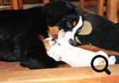 bouvier bernois et mini chien super