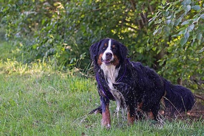 tipunch bouvier bernois bernese dog 