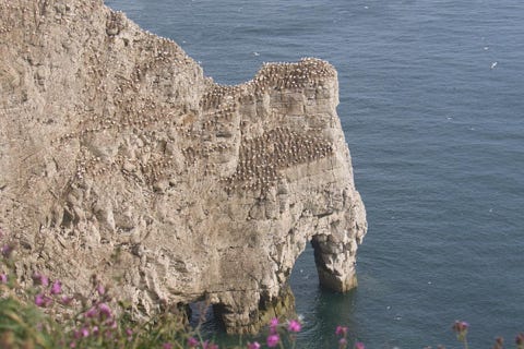 gannet ou fou de bassan à Bempton cliff 