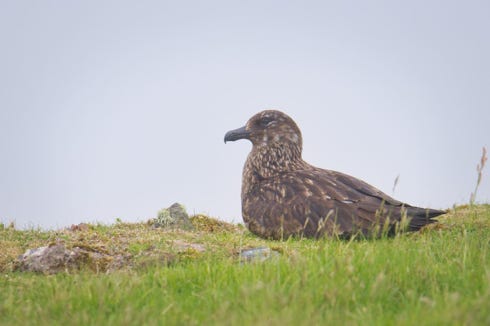 bonxie
