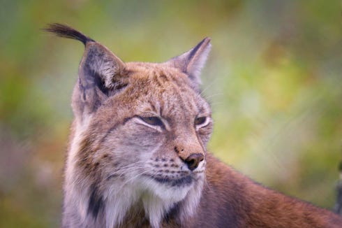 linx