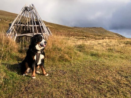 Snow le bouvier bernois dans le varanger