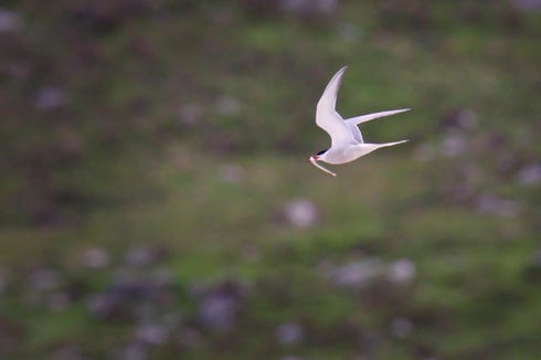 sterne arctique