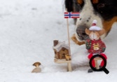 bouvier bernois Norvège et neige