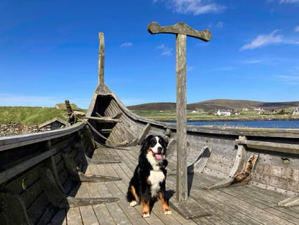Snow le bouvier bernois à Unst aux Shetland