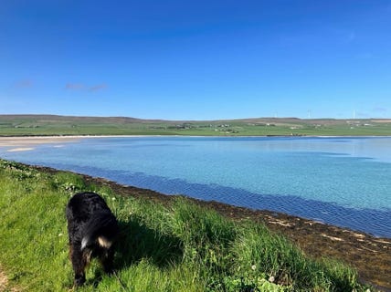 Snow le bouvier bernois Orkney