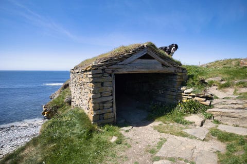Snow le bouvier bernois aux Orcades - marwick head