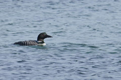 plongeon huard