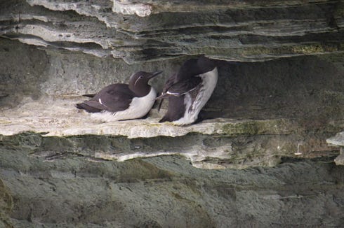 guillemot