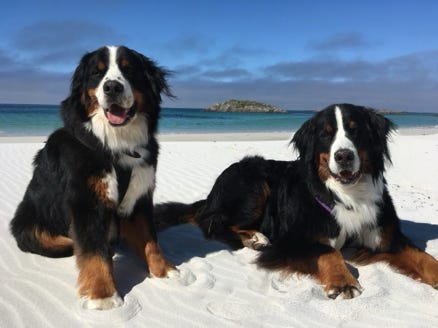Andenes, plage avec deux bouviers bernois - berner sennenhund