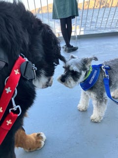 Snow le bouvier bernois sur le ferry Northlink