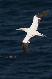 gannet ou fou de bassan à Bempton cliff 