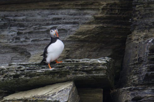 puffins 
