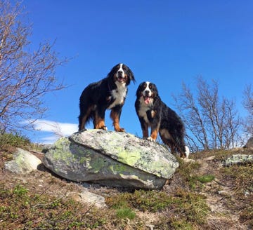 2 bouviers bernois au cercle polaire arctique en norvège