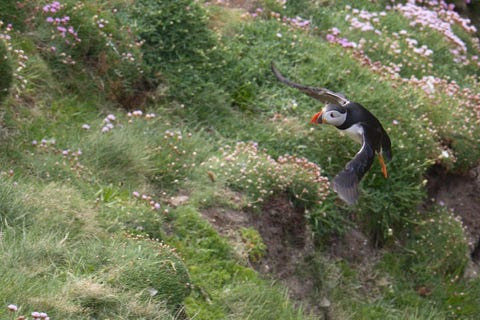 puffins ou macareux moine shetland