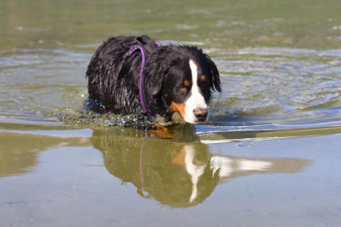 ti-punch dans l'eau en Norvège