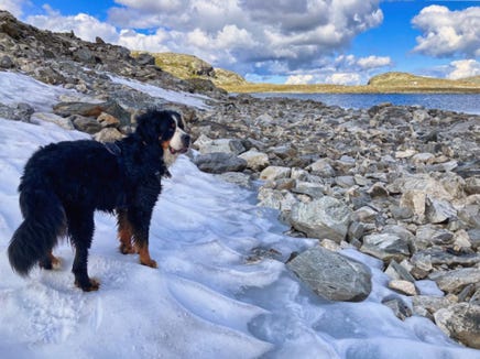 bouvier bernois en Norvège