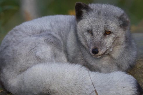 renard polaire