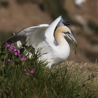 gannet ou fou de bassan à Bempton cliff 