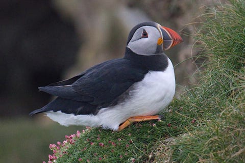 puffins ou macareux moine shetland