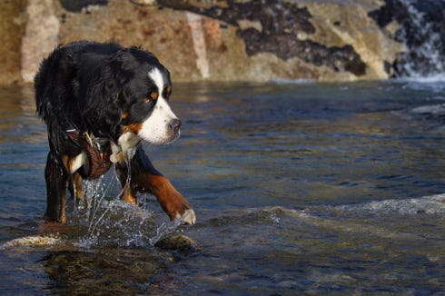 bouvier bernois dans l'eau en Norvège 