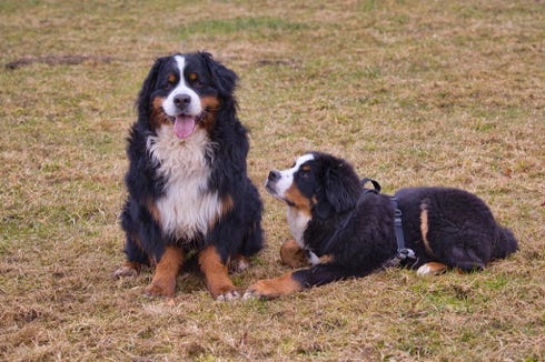 snow le bouvier bernois et phoenix