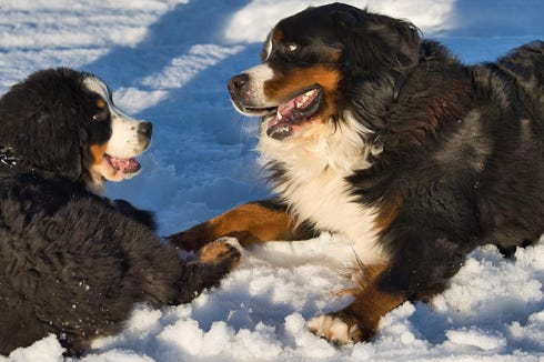 snow le bouvier bernois et Valco le bouvier bernois