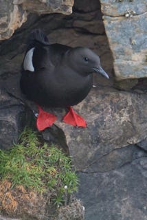 black guillemot