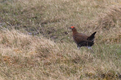 lagopède aux shetland