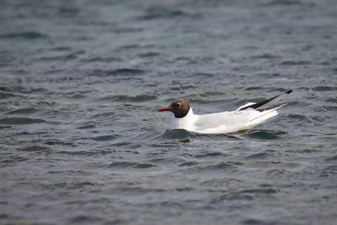mouette rieuse