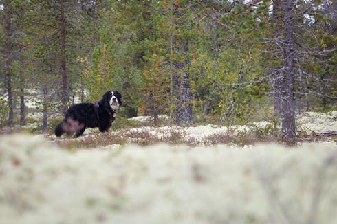 bouvier bernois dans la région de Rondane
