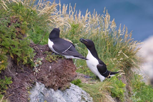 pingouin torda - razorbil