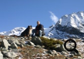 nini le bouvier bernois au lac de Moiry