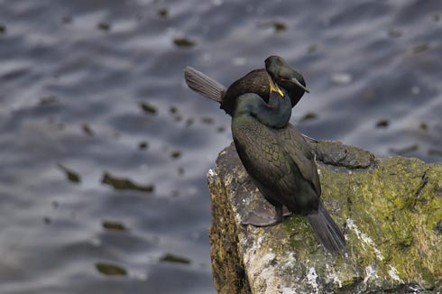 cormorans - shag - lewis