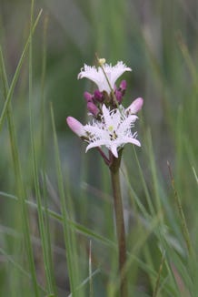 orchids
