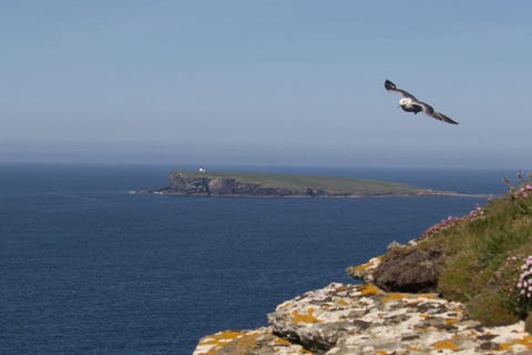 brought of Birsay