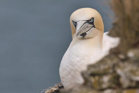 gannet ou fou de bassan à Bempton cliff 