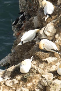 gannet ou fou de bassan à Bempton cliff 