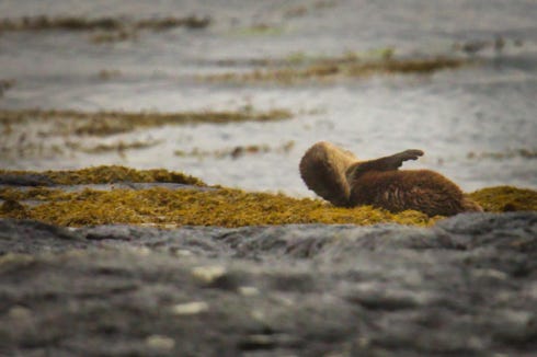 loutre à Mull