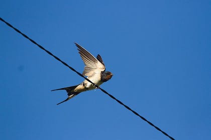 hirondelle